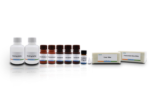 Kit de detección de fragmentos de ADN de esperma (método de difusión de cromatina de esperma)